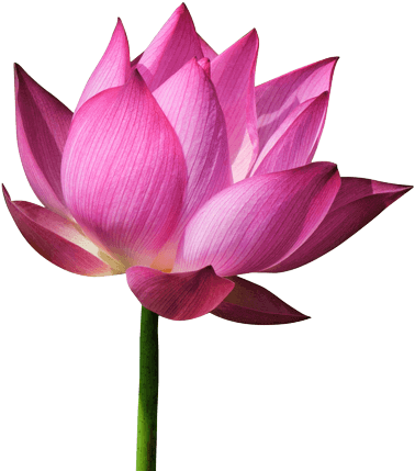 Pembe lotus çiçeği.